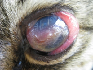 Keratitis Sicca Keratitis Sicca