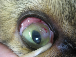Feline Eosinophilic Keratitis Feline Eosinophilic Keratitis