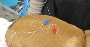 Acupuncture Treatment