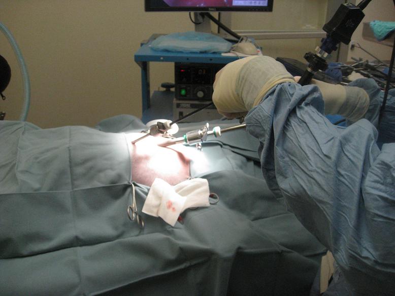 Surgical Procedure