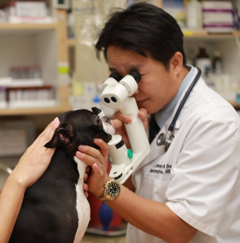 Special animals, special situations, specialist care.