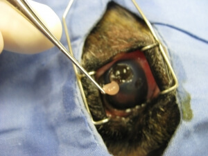 Cornea Ulceration and Perforations 