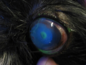 Cornea Ulceration and Perforations 