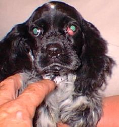 Cherry Eye 