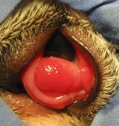 Cherry Eye 
