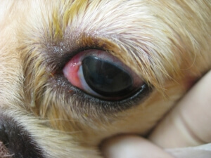 Cherry Eye 