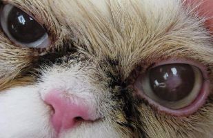 Feline Corneal Sequestrum 