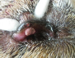 Eyelid Mass