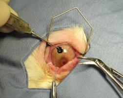 Feline Corneal 