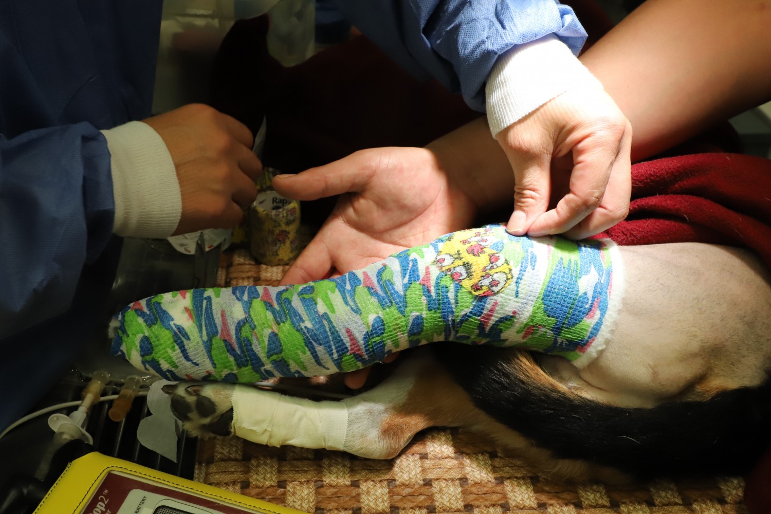 Dog in cast