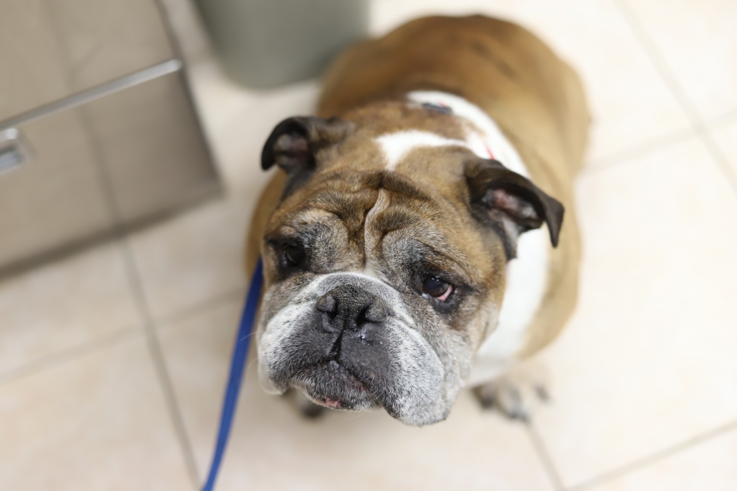 Sad Dog