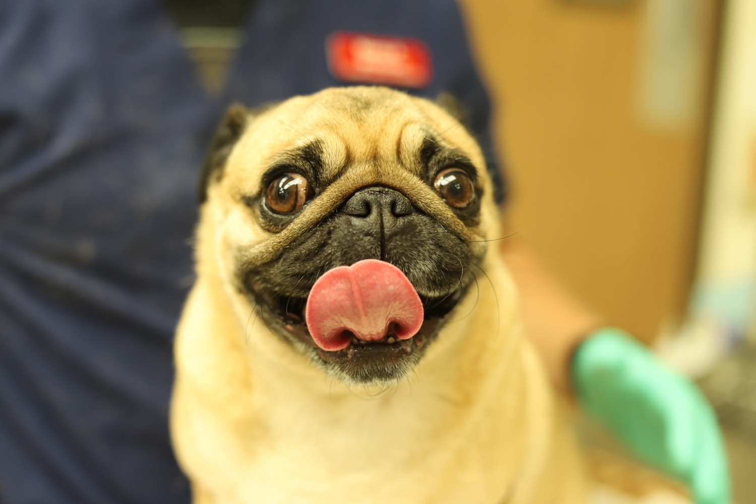 pug dog with big tongue